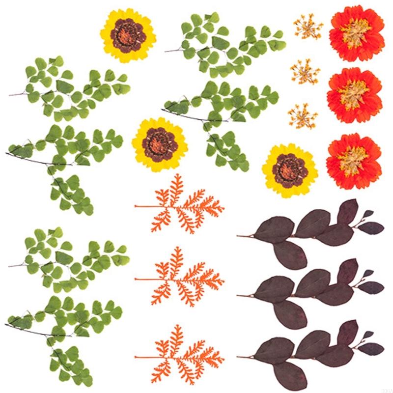 زهرة مجففة مضغوطة لقوالب الرات - مراجعة Art Craft With Leaves وسعره