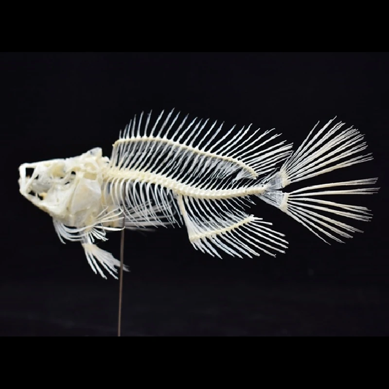 نموذج هيكل سمكة الجروبر 2043 ل - مراجعة Art And Craft Science وسعره